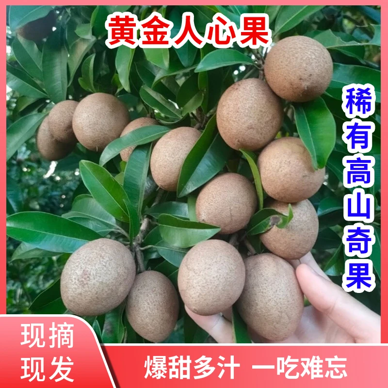 稀有黄金人心果赤铁果高山奇果爆甜一吃难忘放软食用