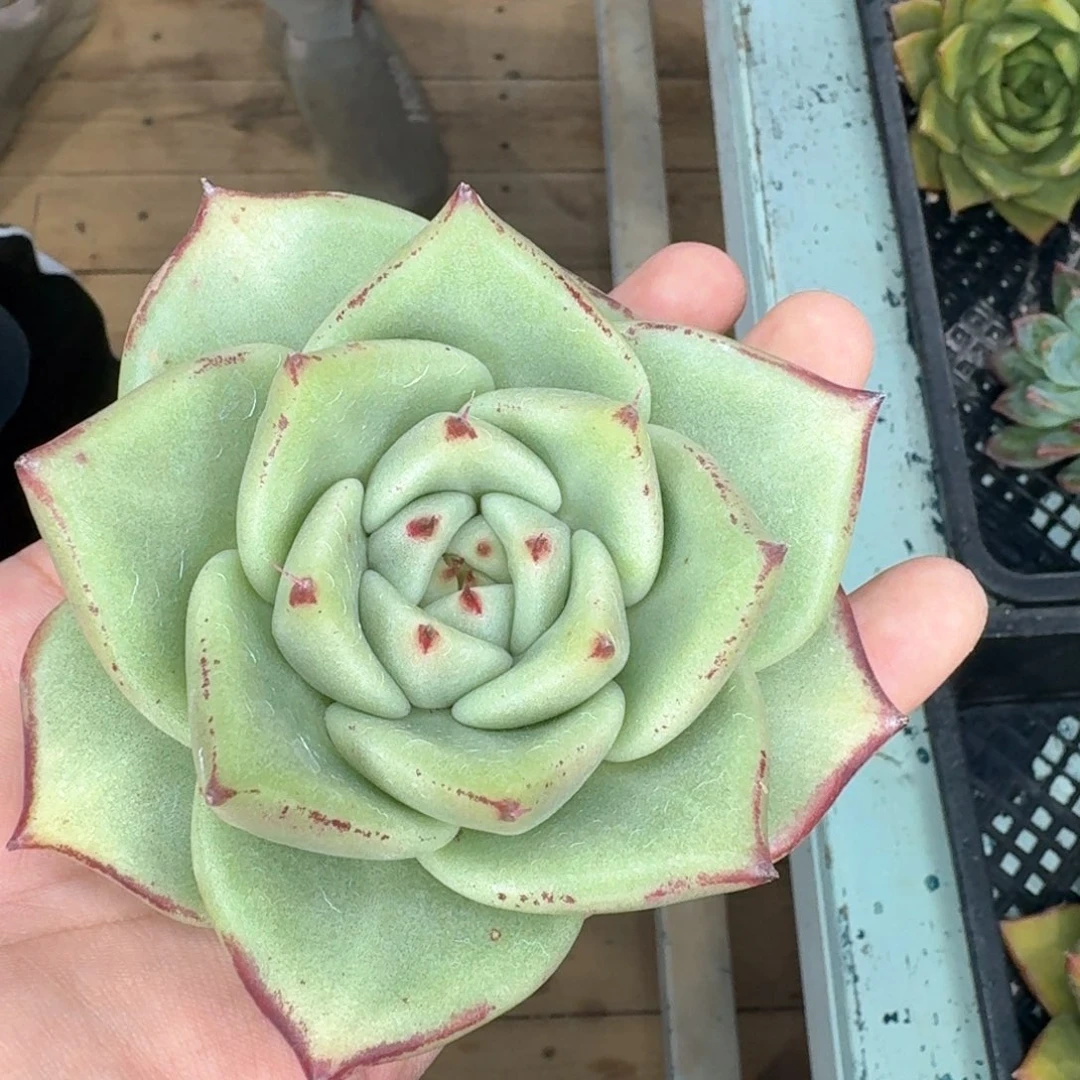 从前慢多肉编号0815-82