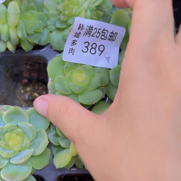389 谪仙 一物一拍  满20包邮