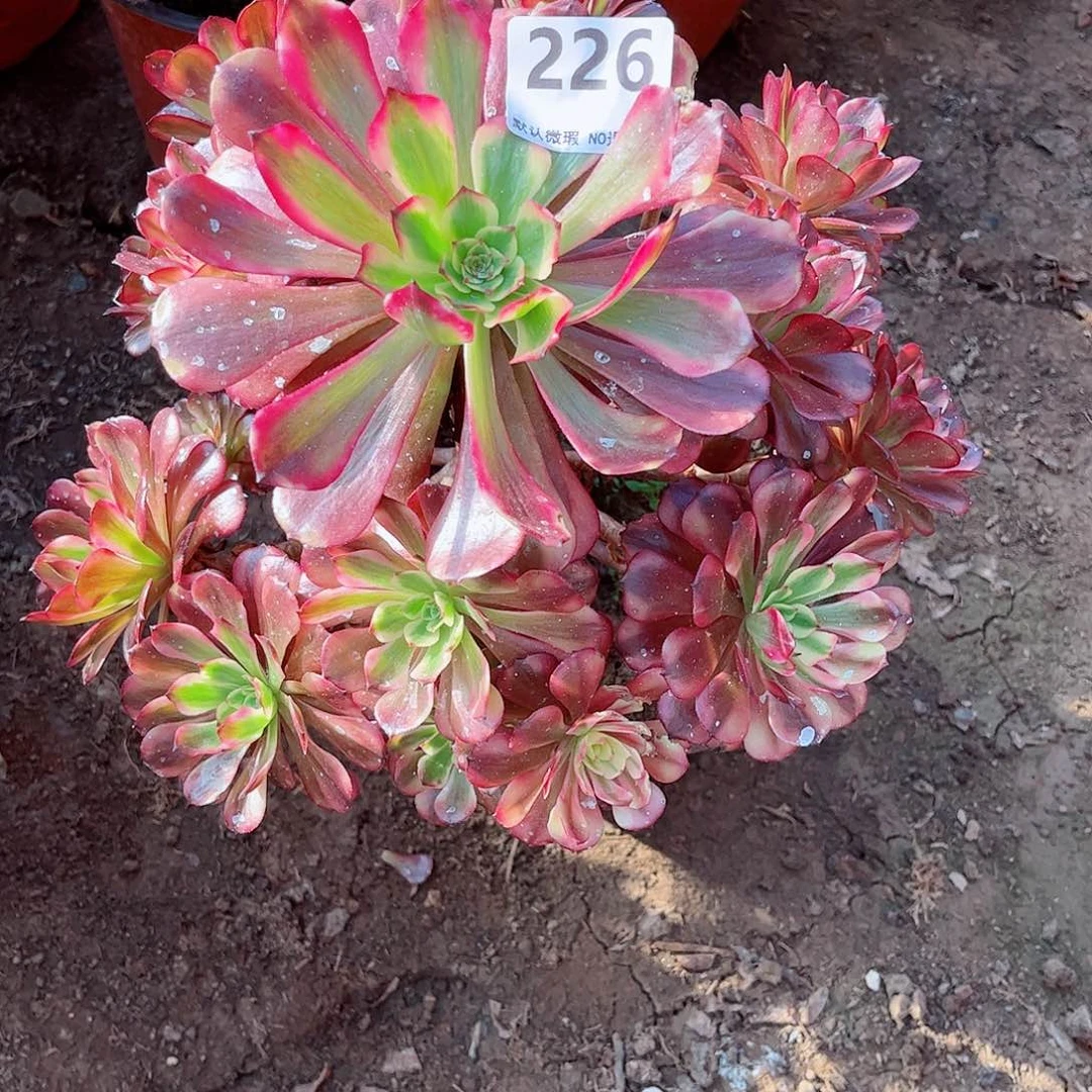 无花朵喜**洋多肉植物美姬226