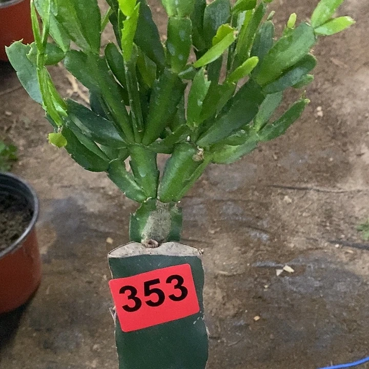 无花朵用****1雅思353号新疆不包邮