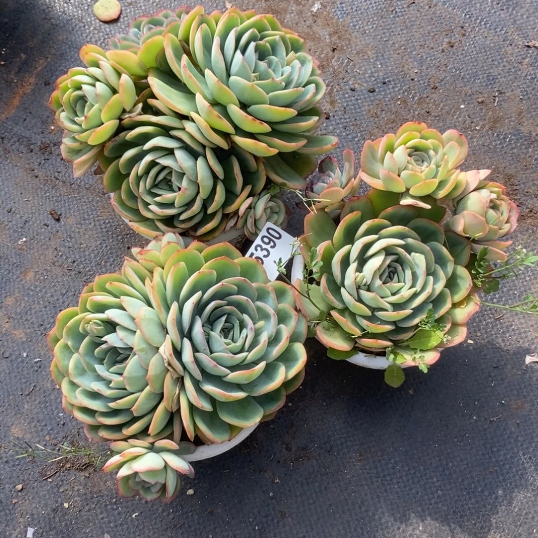 直***来5390晨露多头一物一拍三盆