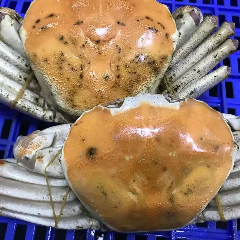 黄金雪蟹大规格单只/1-3斤 保鲜保肥