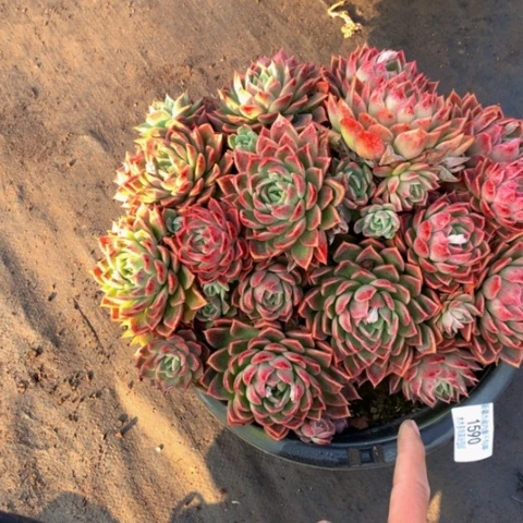 一***。1590粉女巫多肉