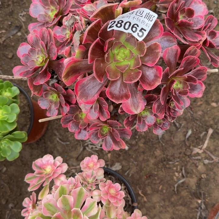 28065南爱神不包断枝