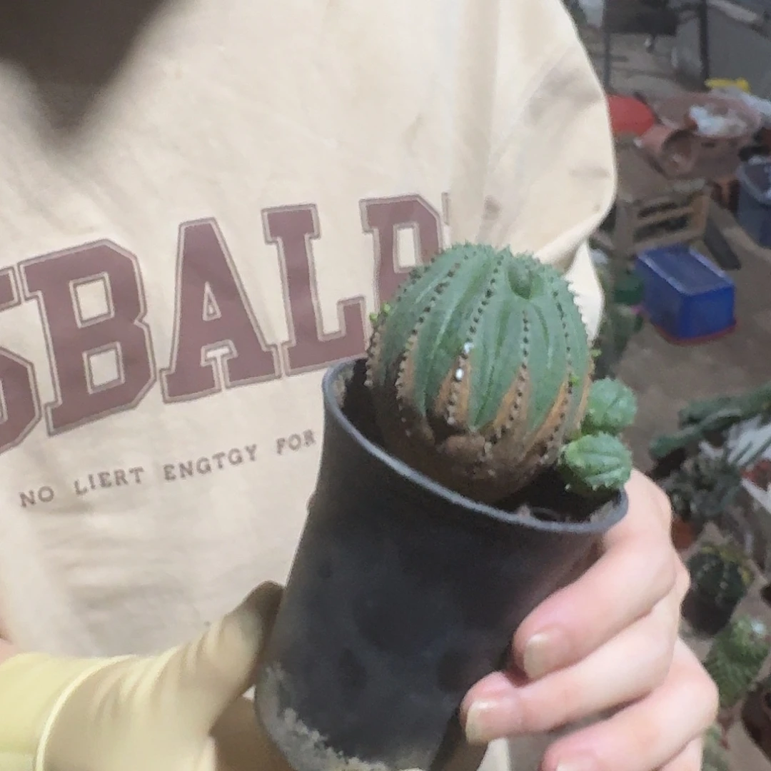 一行园艺【布纹球】