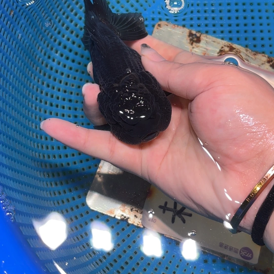 铺***路金鱼拍包装包邮，不拍包装运费到付