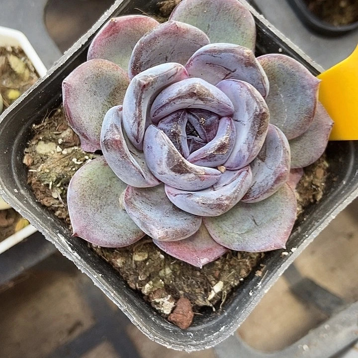 多肉植物黑橙1625