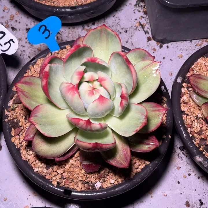 樱***舞惊鸿仙子一物一拍