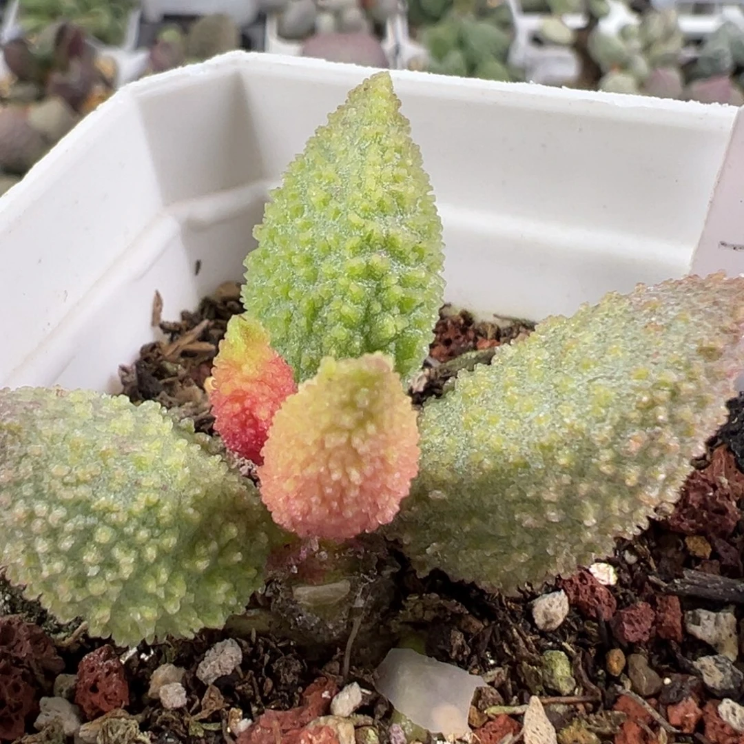 w渐变色实生新品多肉植物