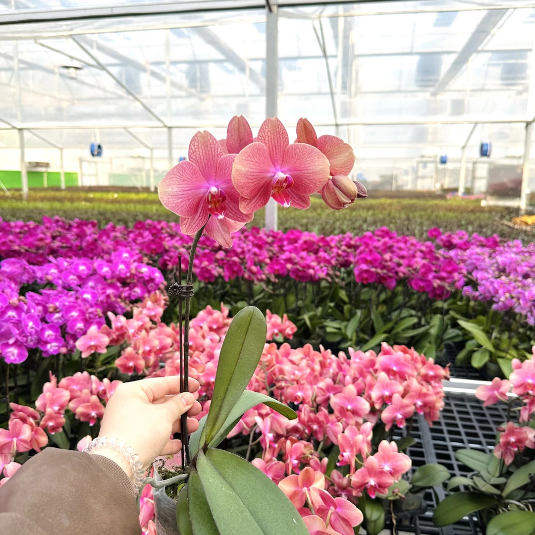 锦顺《彩月》蝴蝶兰中花型带花苞室内花卉四季花基地直发