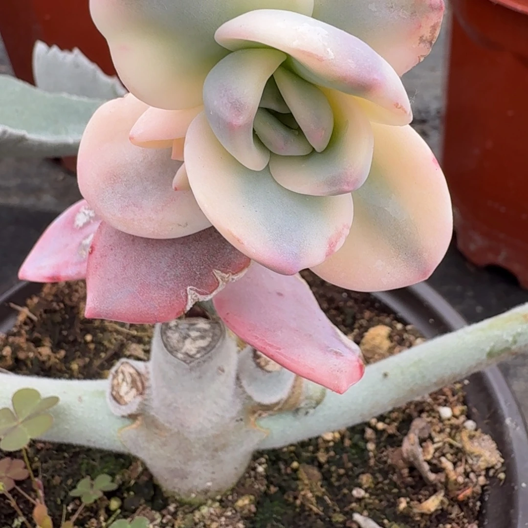 豆***果奶茶 侧芽 安吉园艺锦锦