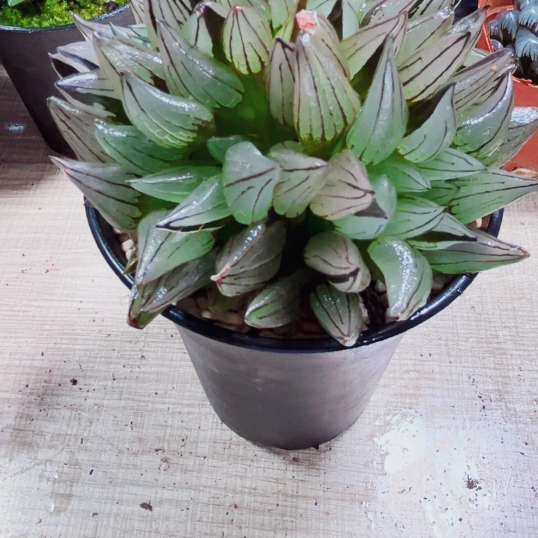 西瓜寿多肉植物6666