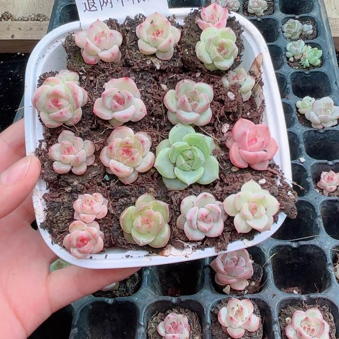 ?*349 尺寸1.5到2厘米 新疆西藏内蒙不发货