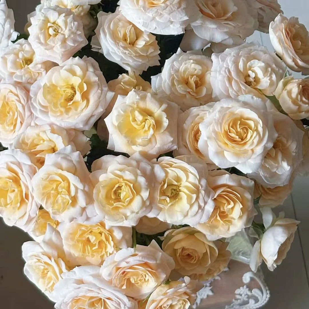 【花之物语】香芒起司多头玫瑰 包邮