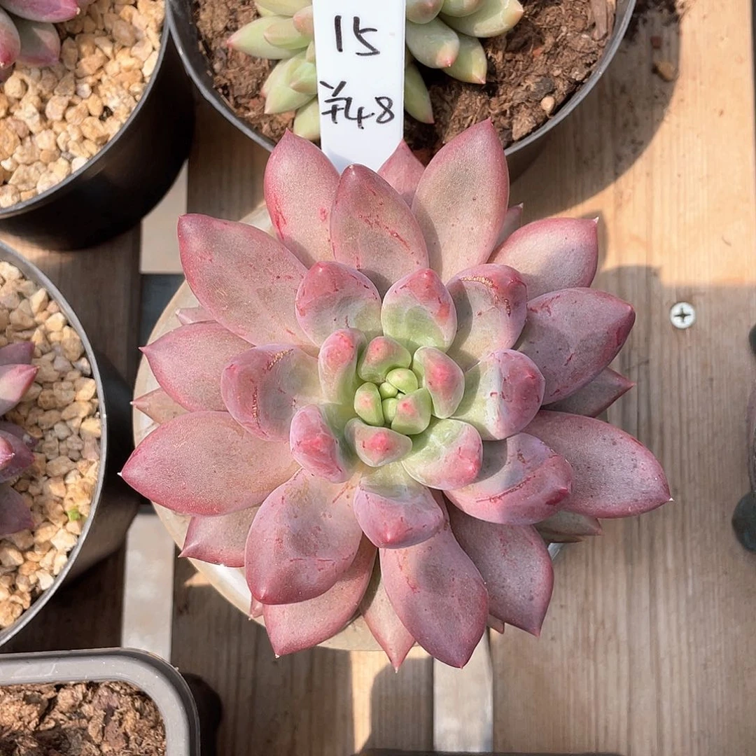 大单头红蜻蜓优选多肉