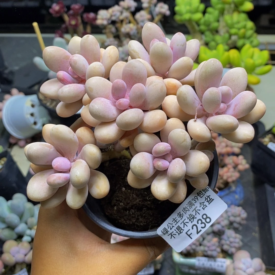 238糖果桃蛋多肉10c m