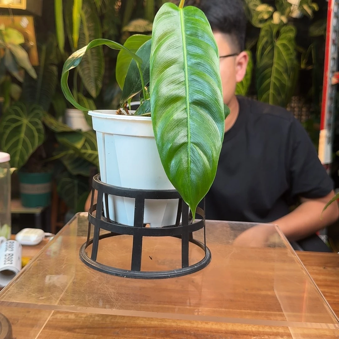 S***g无花朵一物一拍B982