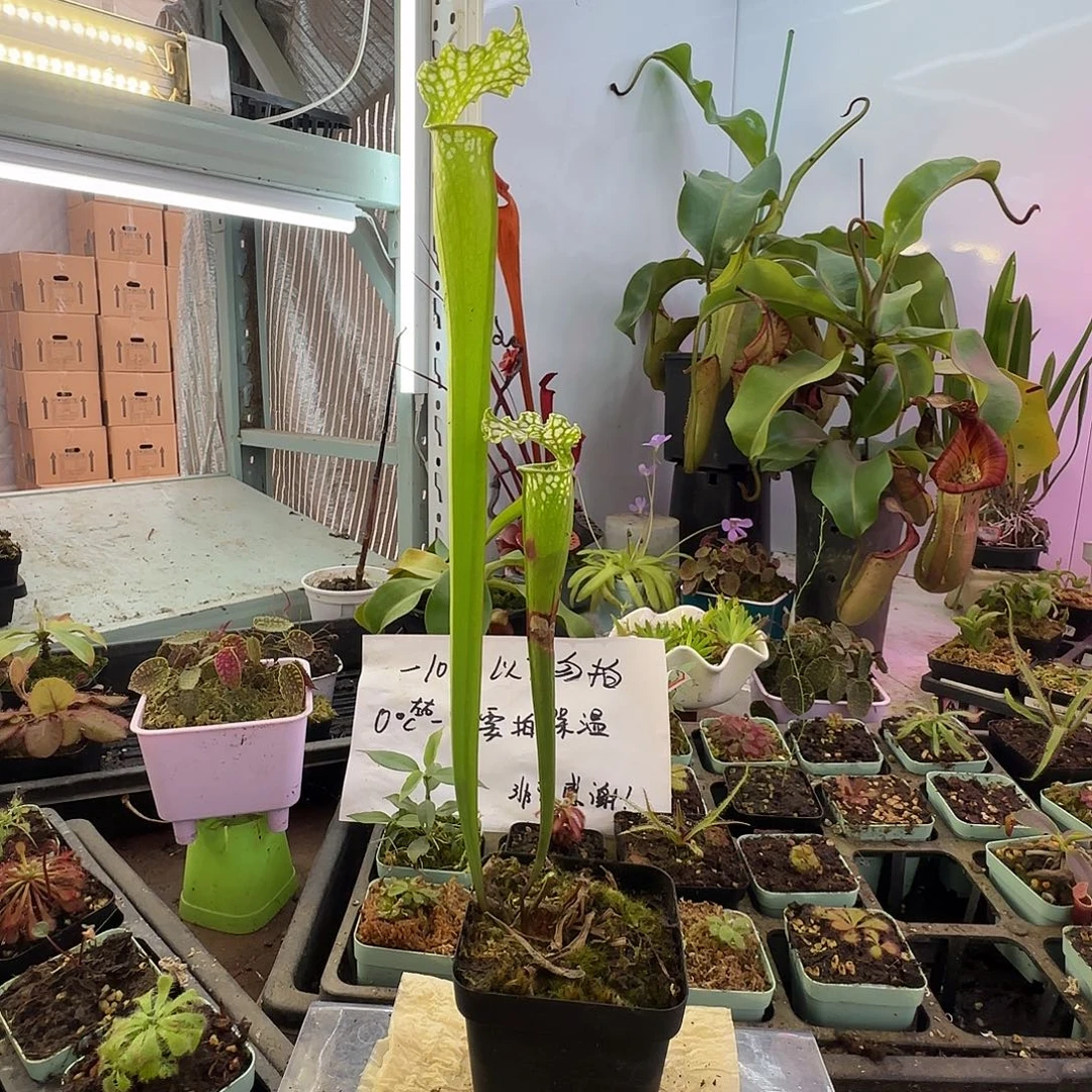 无花朵53全绿白瓶