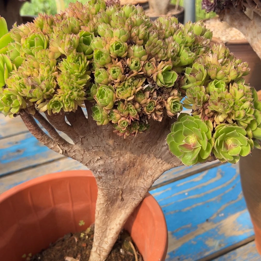 万圣节朵朵缀化老桩厚板