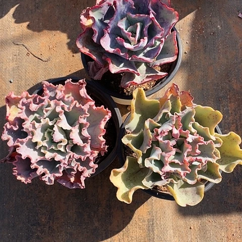 r多肉植物杂交 3棵