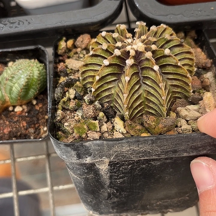 我也不知道我为什么