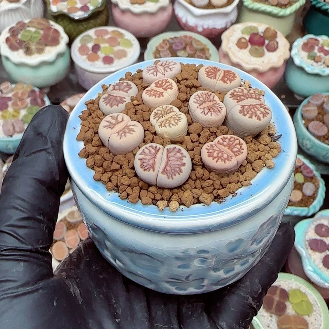 生石花满18包邮1227-149