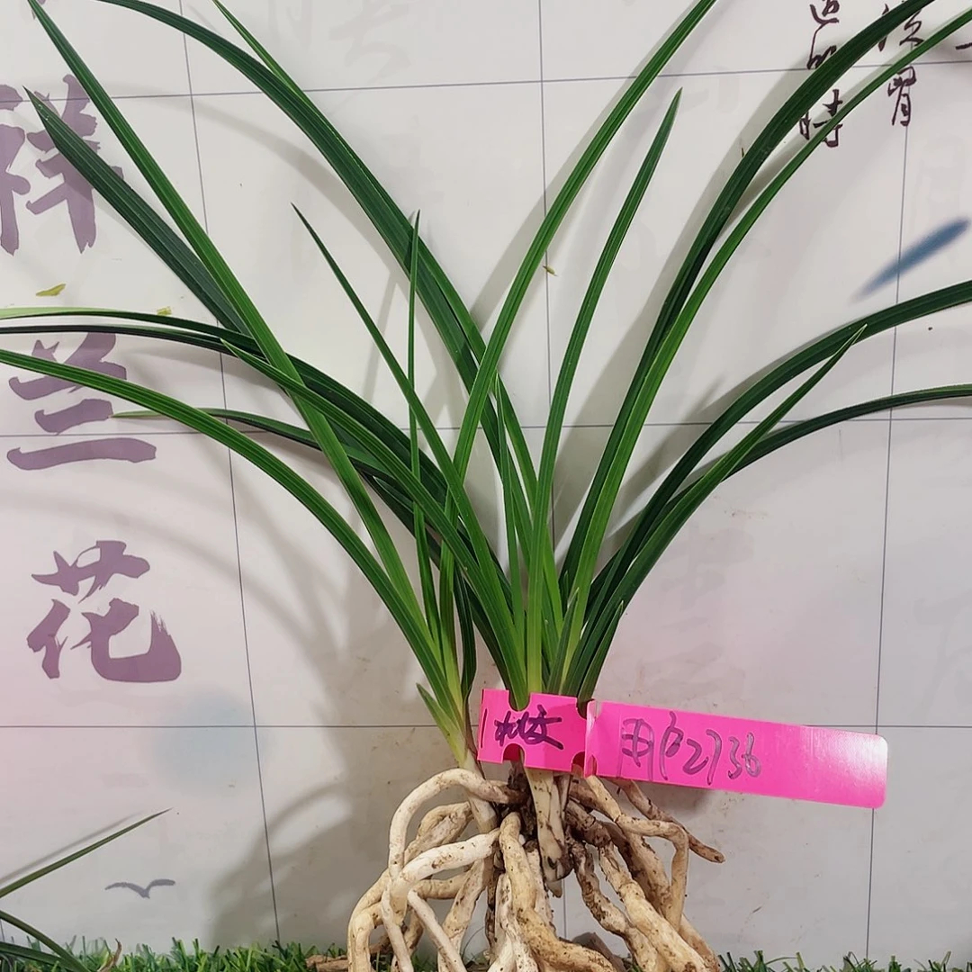 用***4完全开放兰花兰花