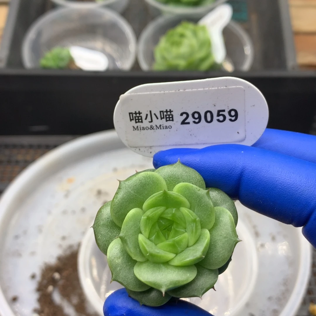 多肉植物珍妮杂交