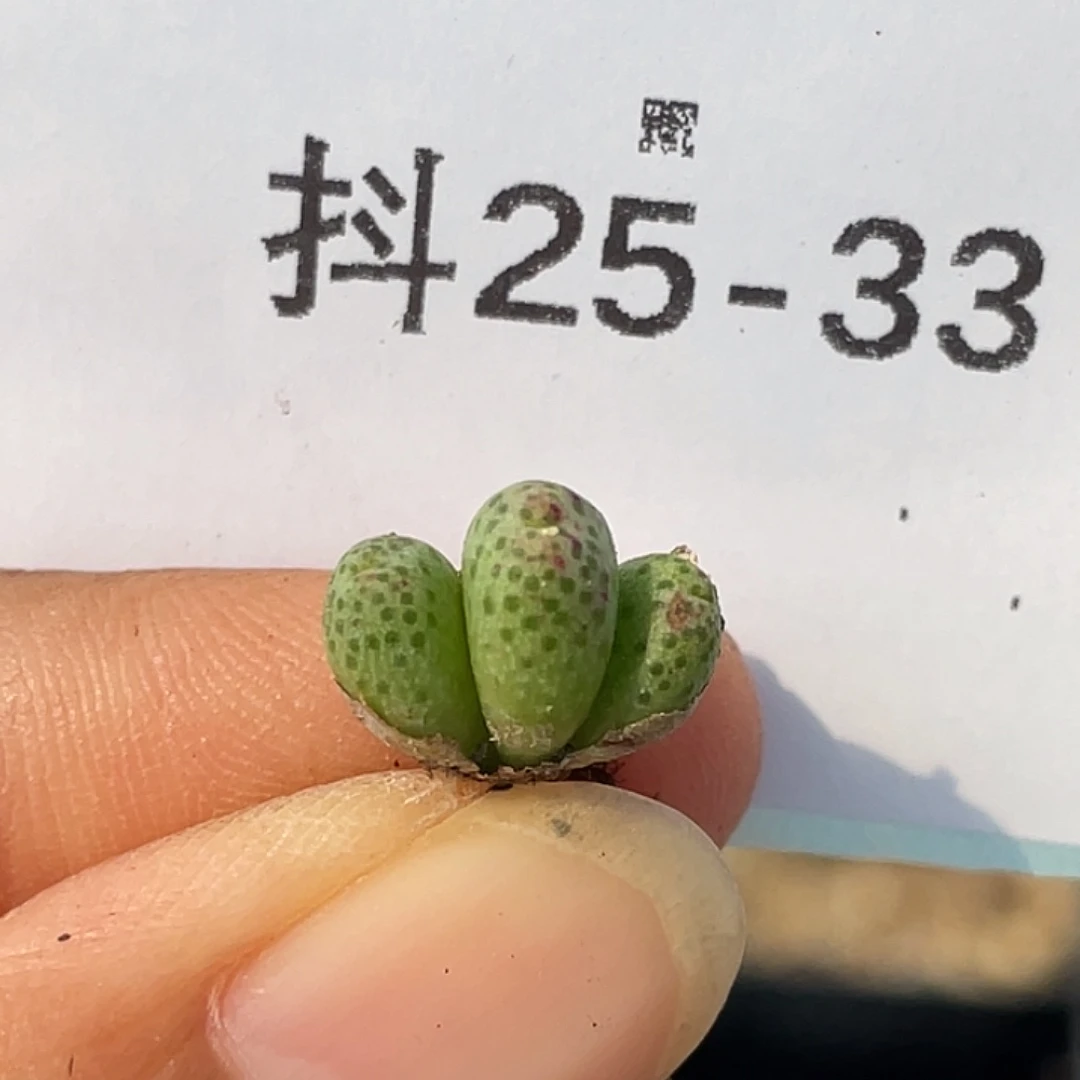 25-33草莓斑马肉锥