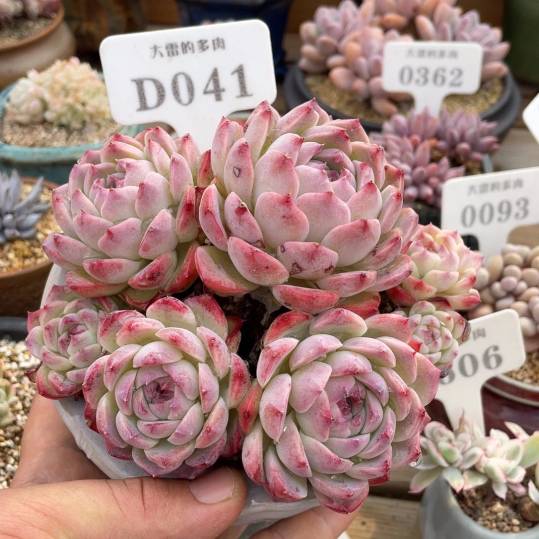 041不认识不带盆15厘米