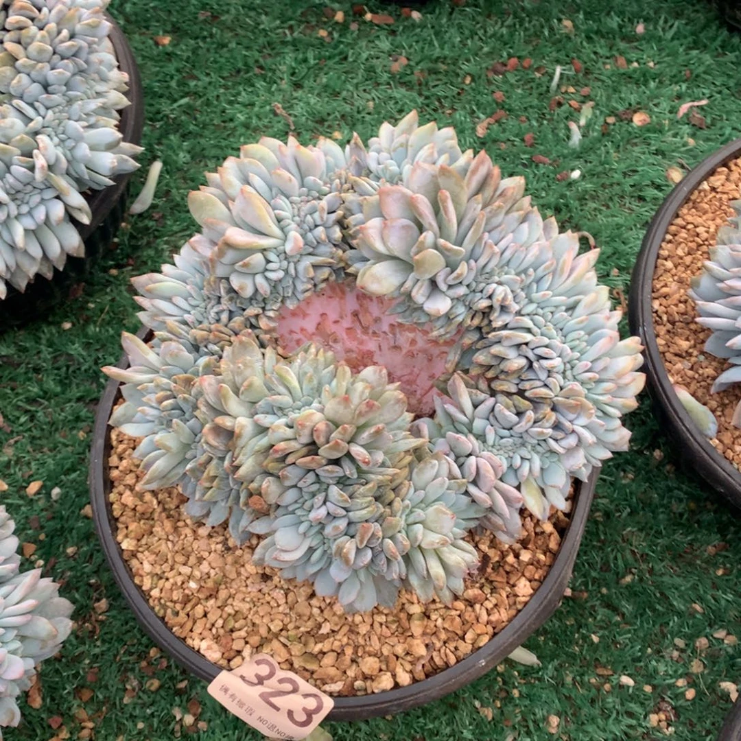 323橙子缀多肉植物