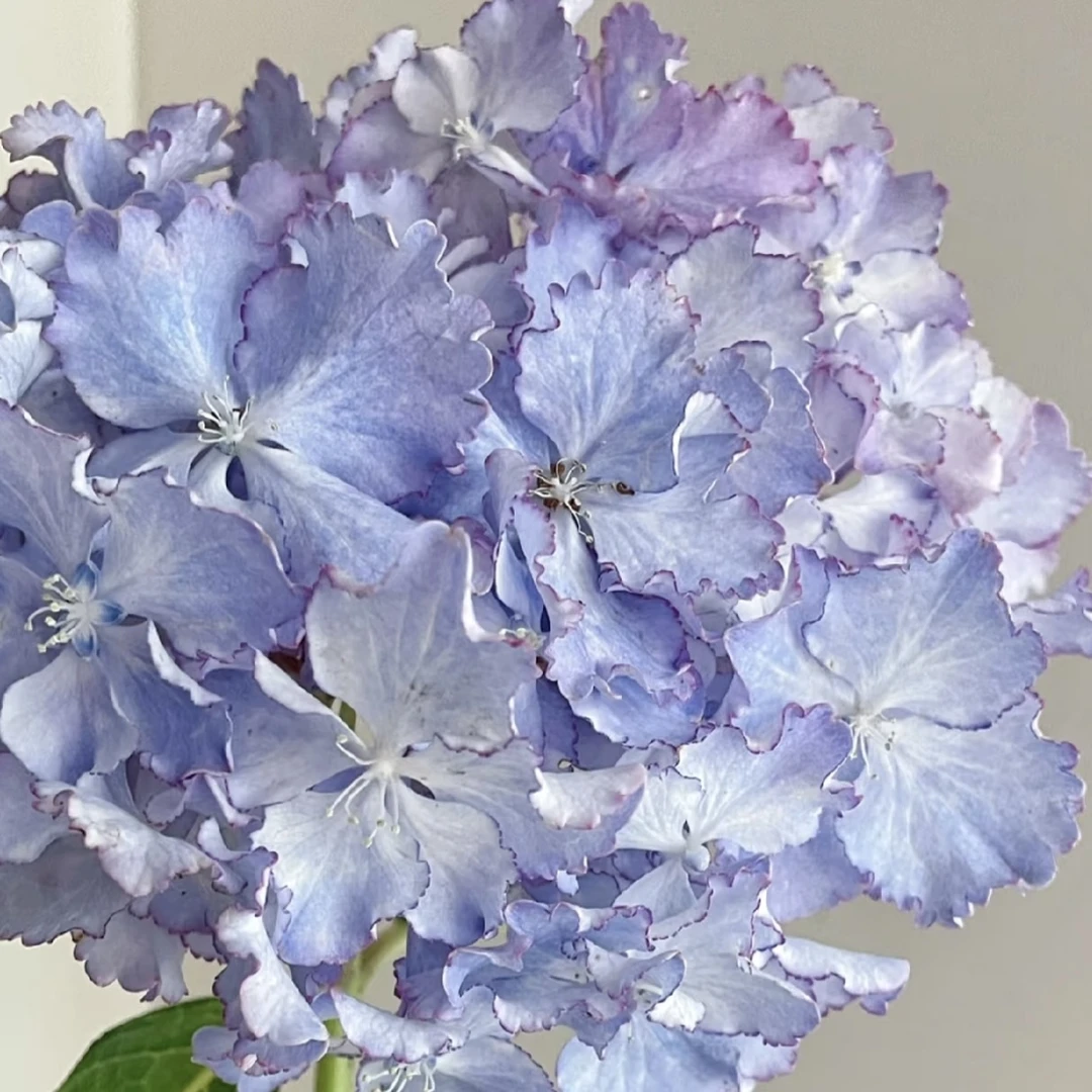 淡蓝花园【1加仑】大花绣球盆栽-花园阳台庭院蓝色粉色绣球绿植盆栽