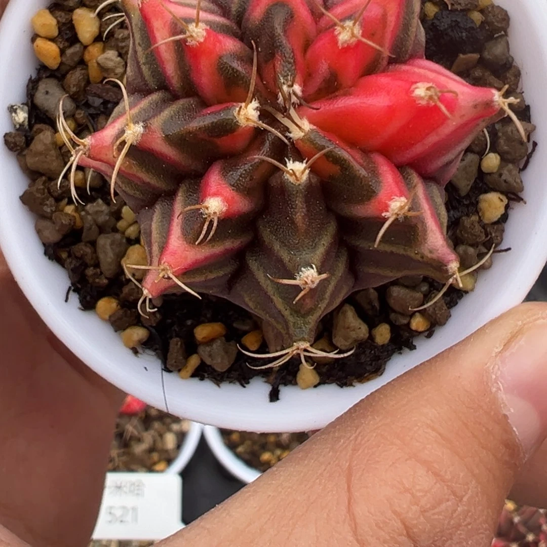 530 好看的米哈冲冲冲