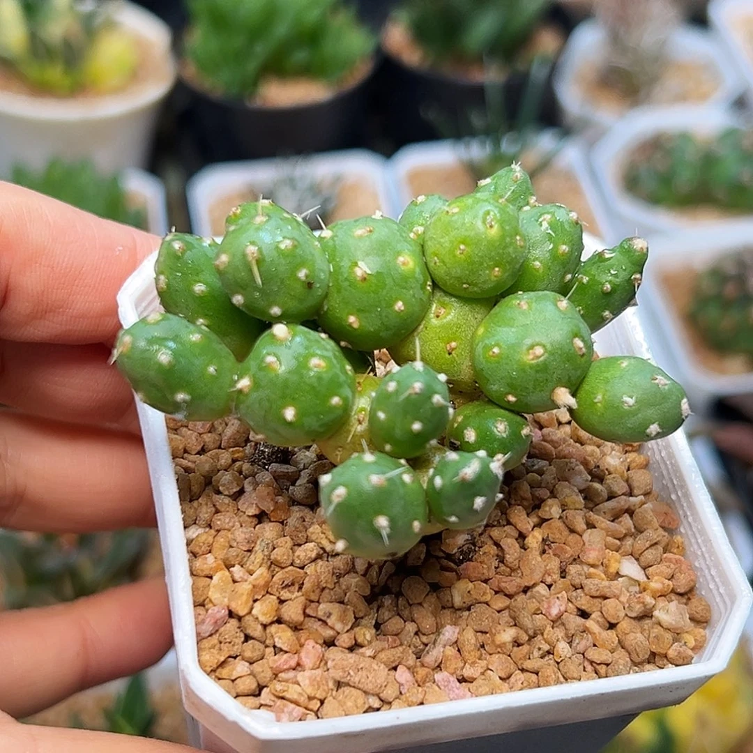 罗西安娜团扇萝卜根