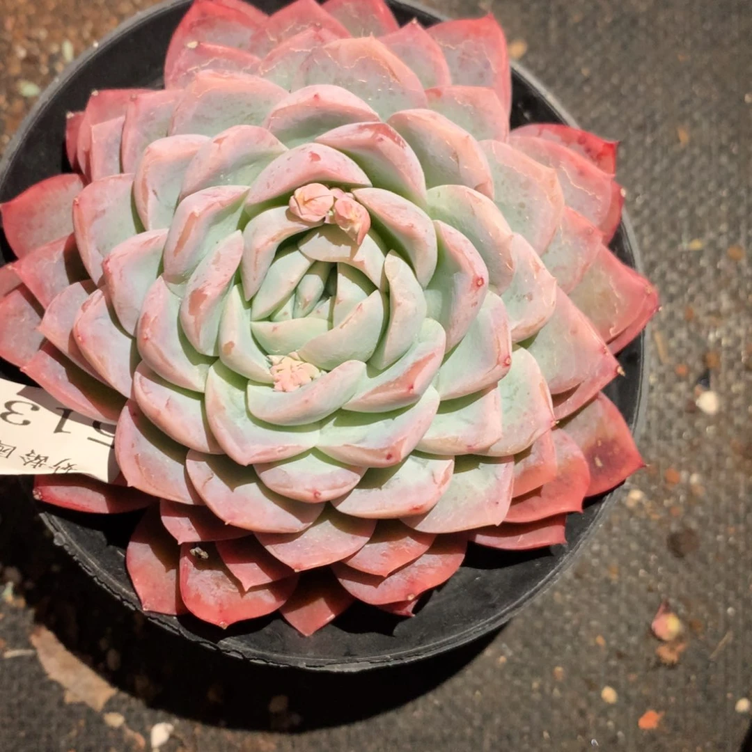 5134新年快乐发发发