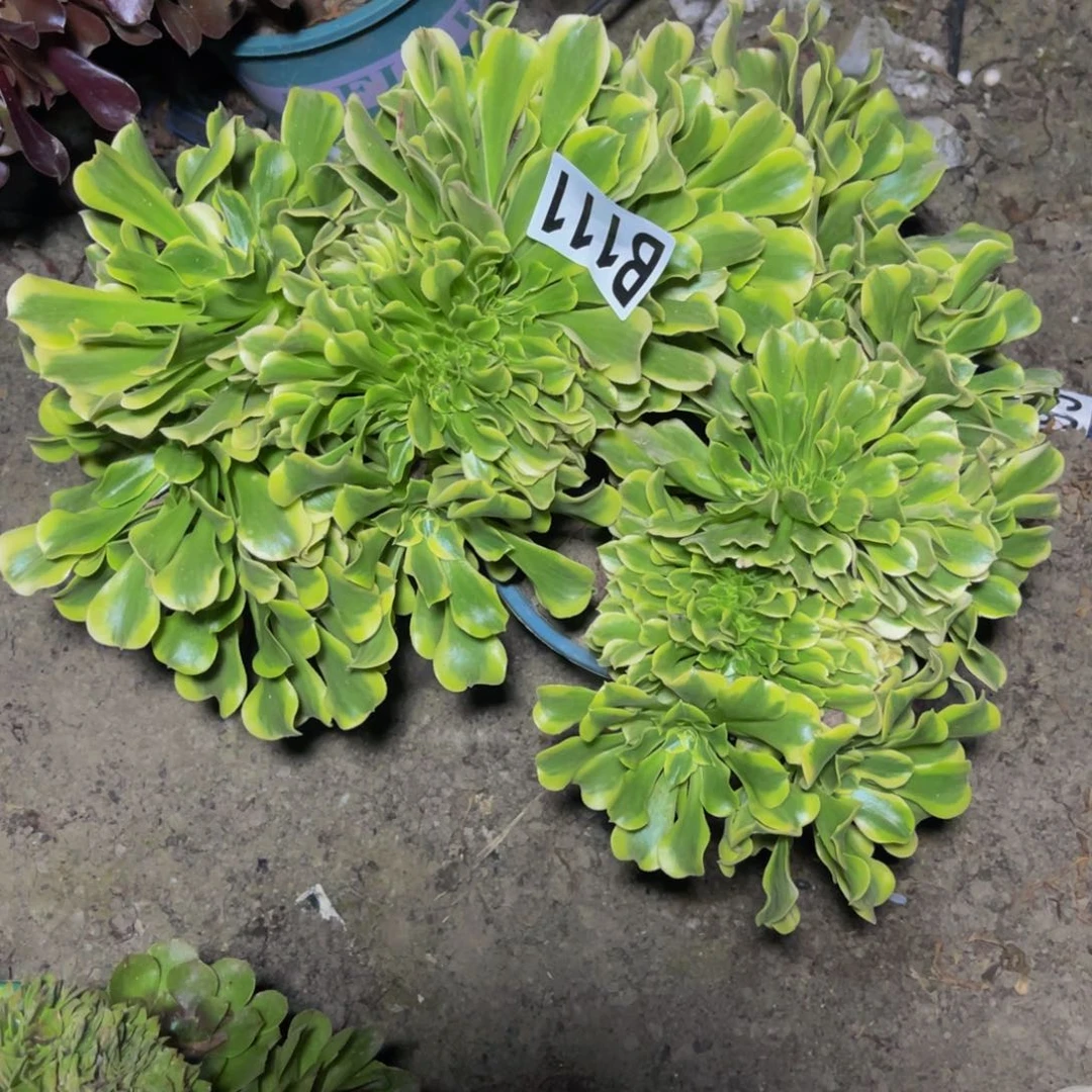 绿豆沙法师28/////-35包邮