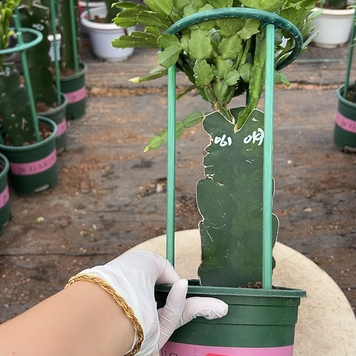 双色蟹爪兰原土带花架