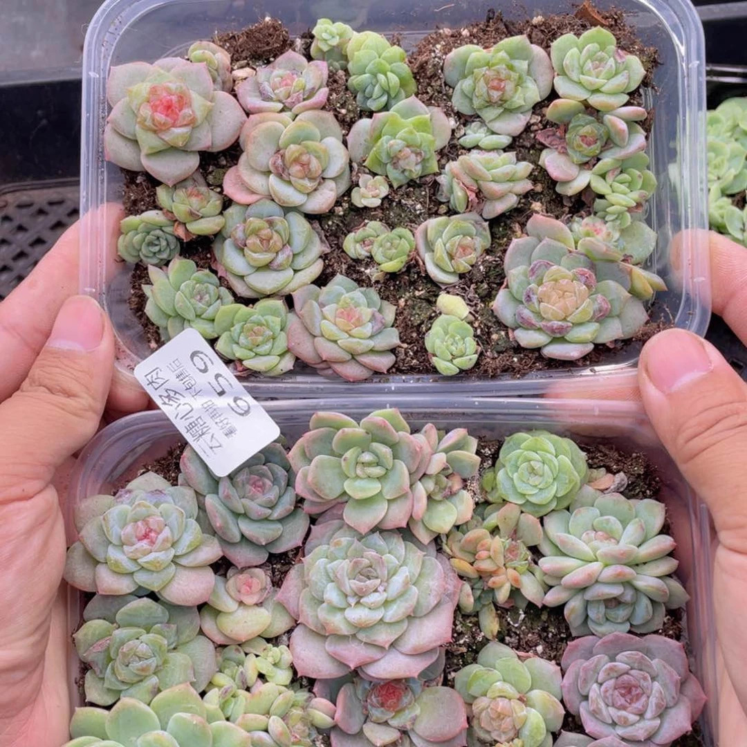 云糖心多肉植物659
