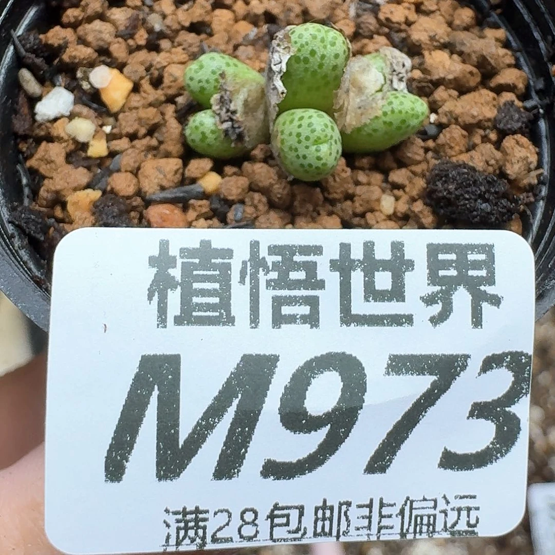 多肉植物的润泽额