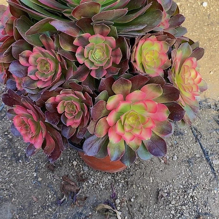 诗**意多肉雅典娜050多艘