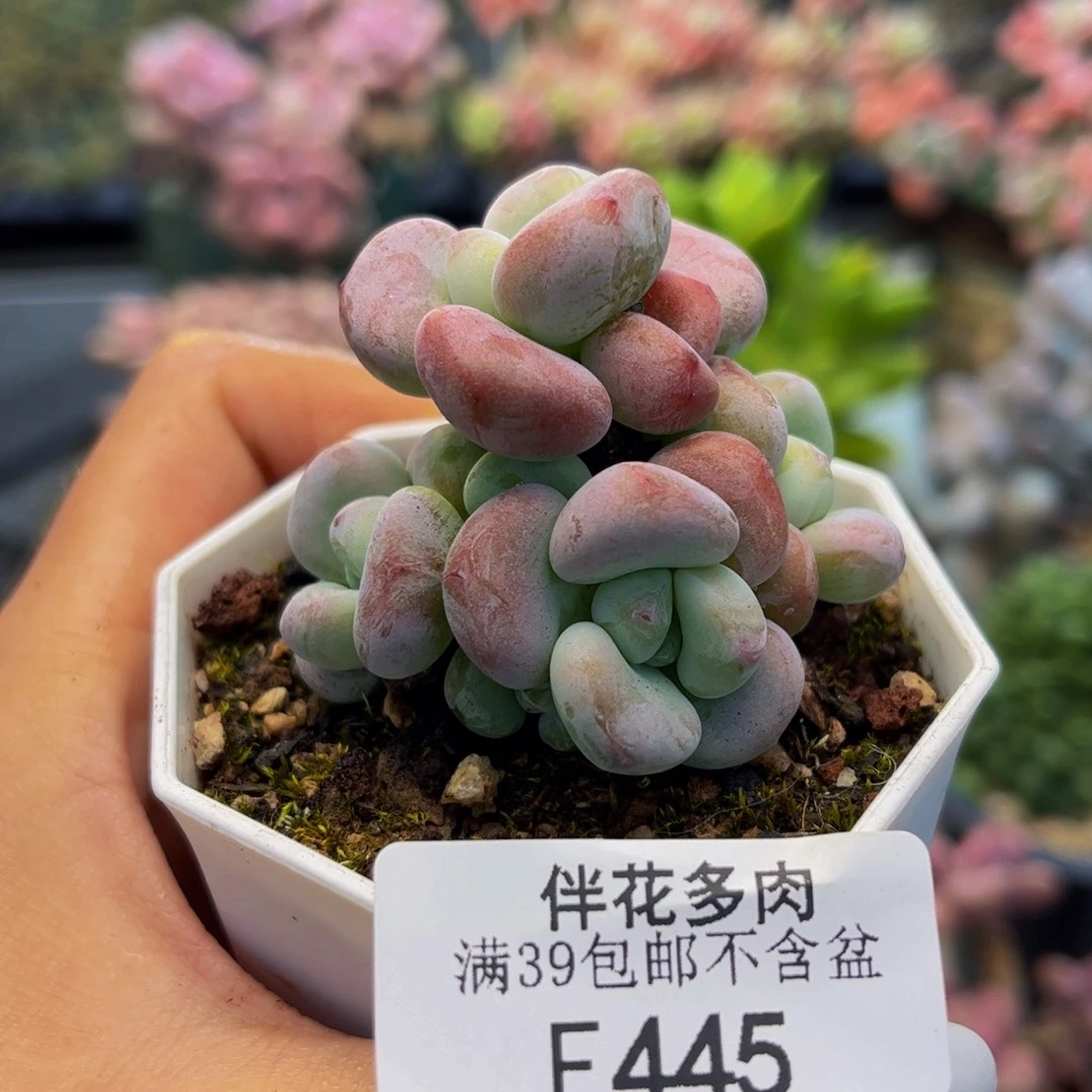 445-洛神多肉4cm多肉