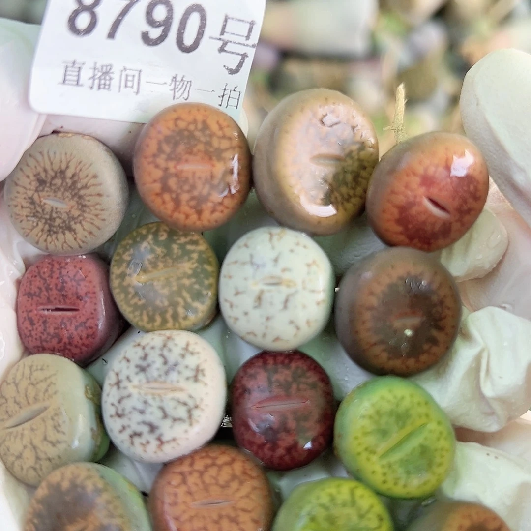 8790 好养易活生石花大母本16个1.5cm左右