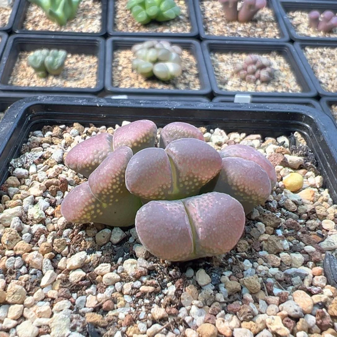 l***l多肉日系红风铃群一棵特  洛