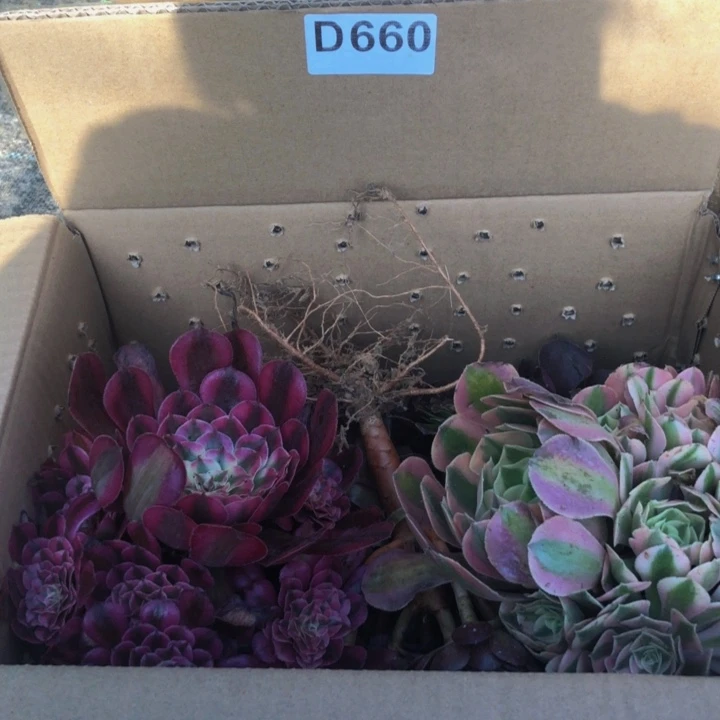 法师多肉植物组合660
