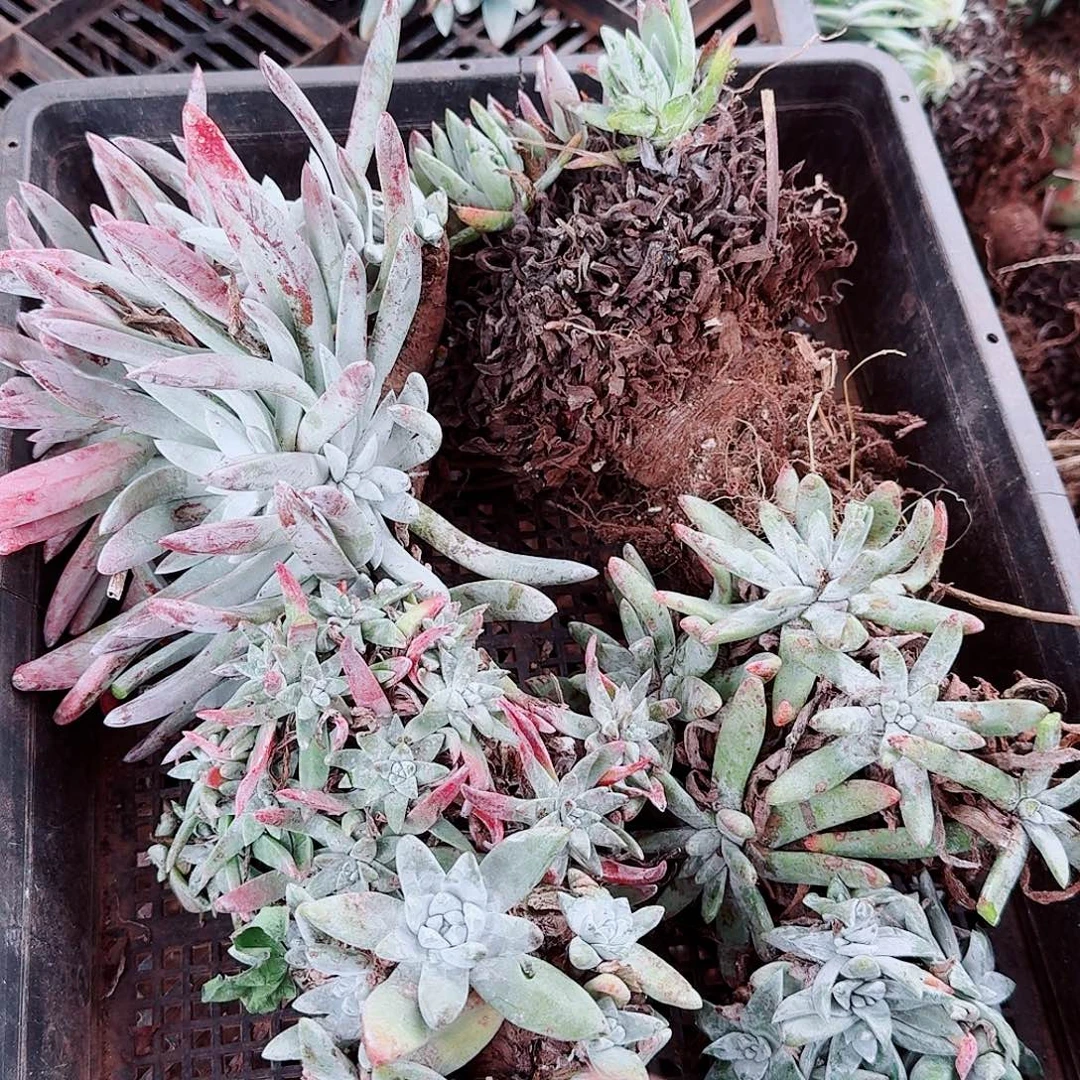 9651瑕疵框拍不售后