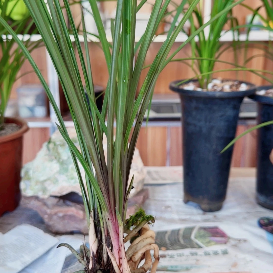 用***0当前无花栽培后可以开花
