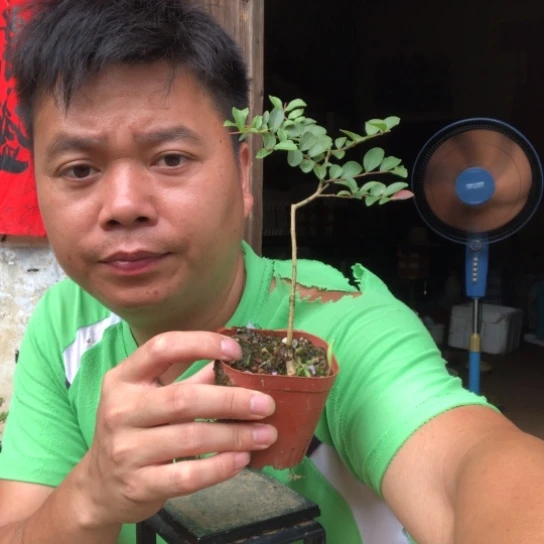 无花朵盆景素材盆栽植物