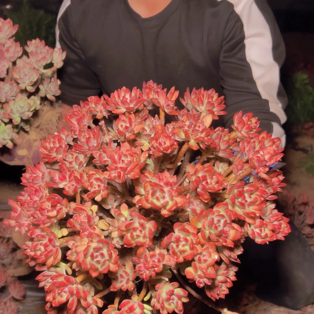 红稚莲多肉 元霄福利