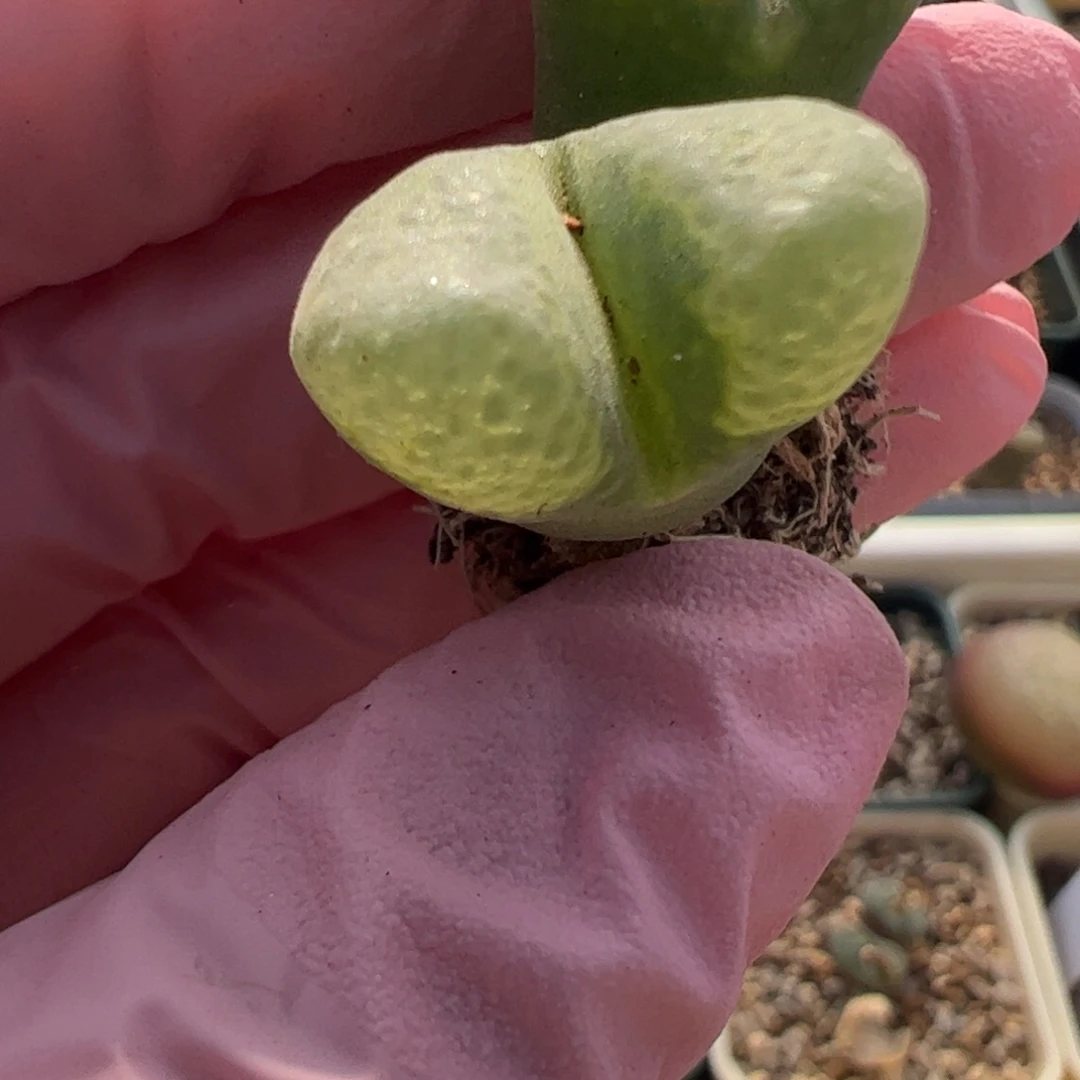 924 好看的多肉冲冲冲q